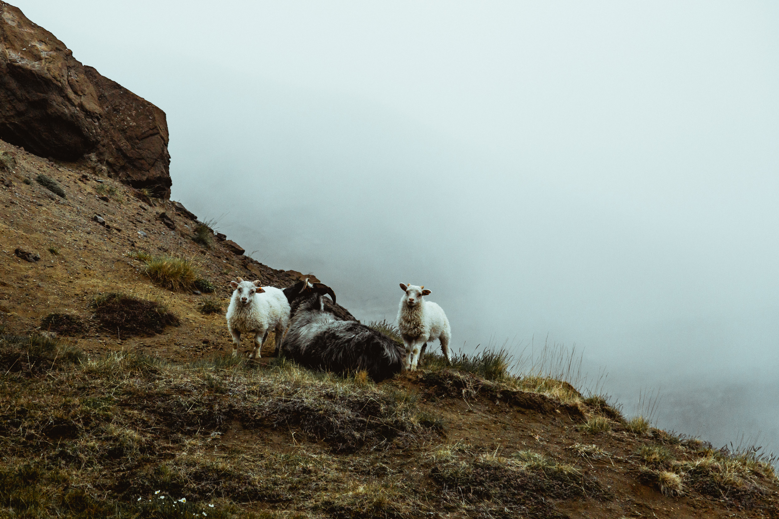 30-icelandic-sheep-fog-anna-elina-lahti-photographer.jpg