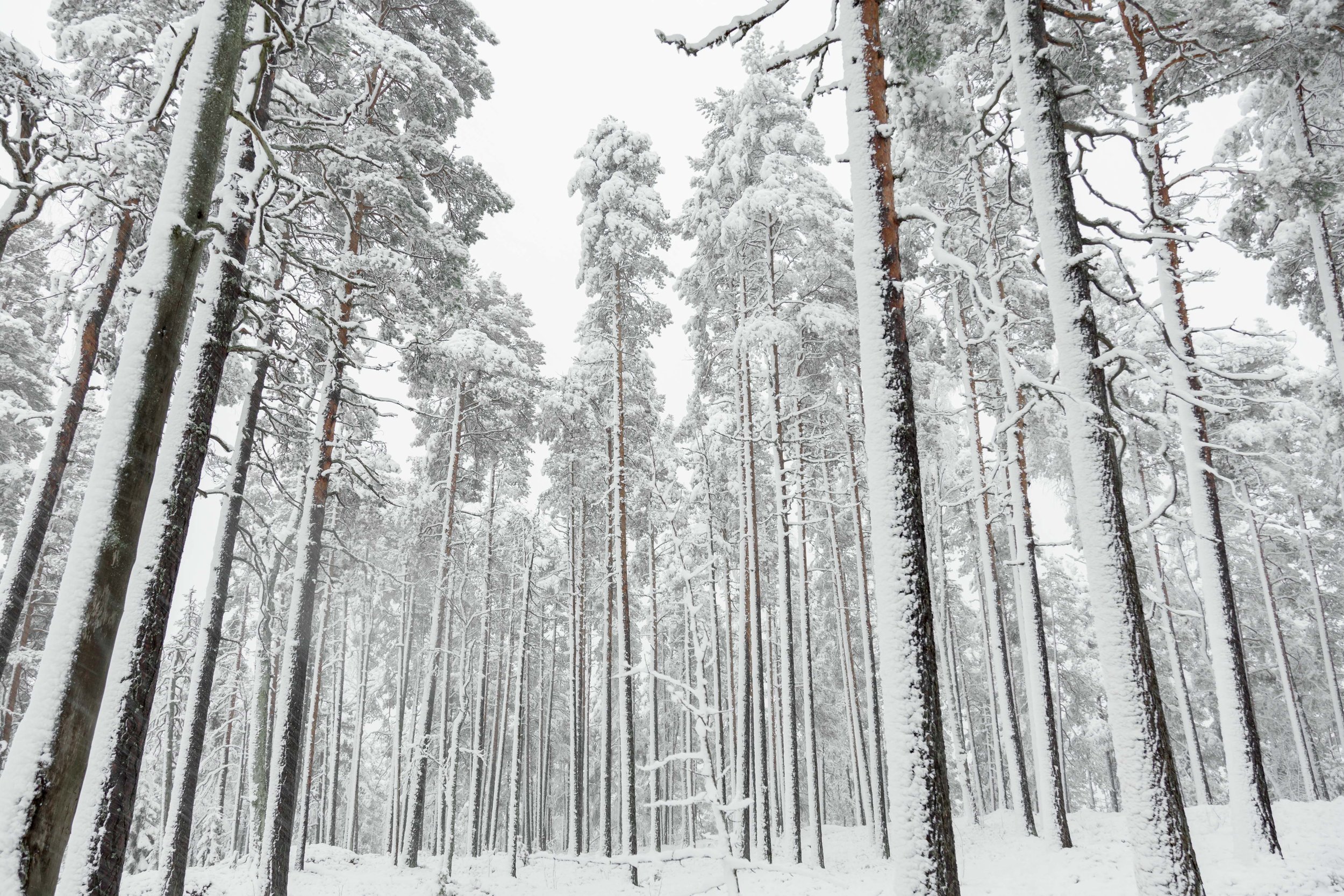 13-finland-winter-fresh.snow-pine-forest-anna-elina-lahti-photographer.jpg