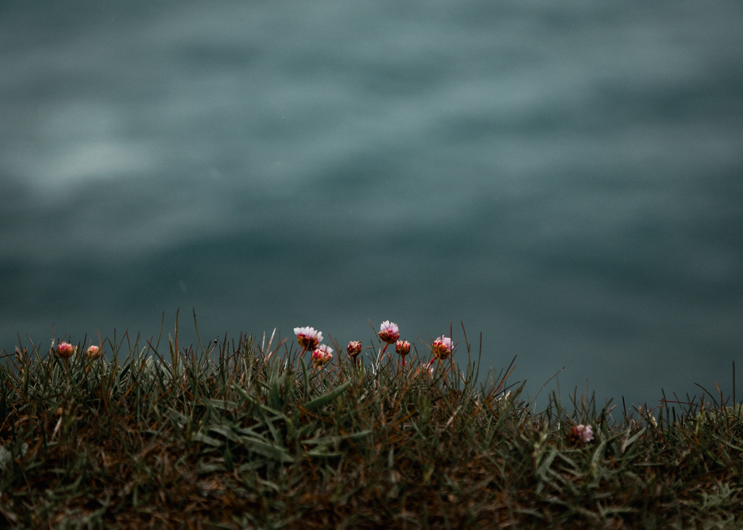 04-iceland-armeria-maritima-thrift-flower-anna-elina-lahti-photographer.jpg