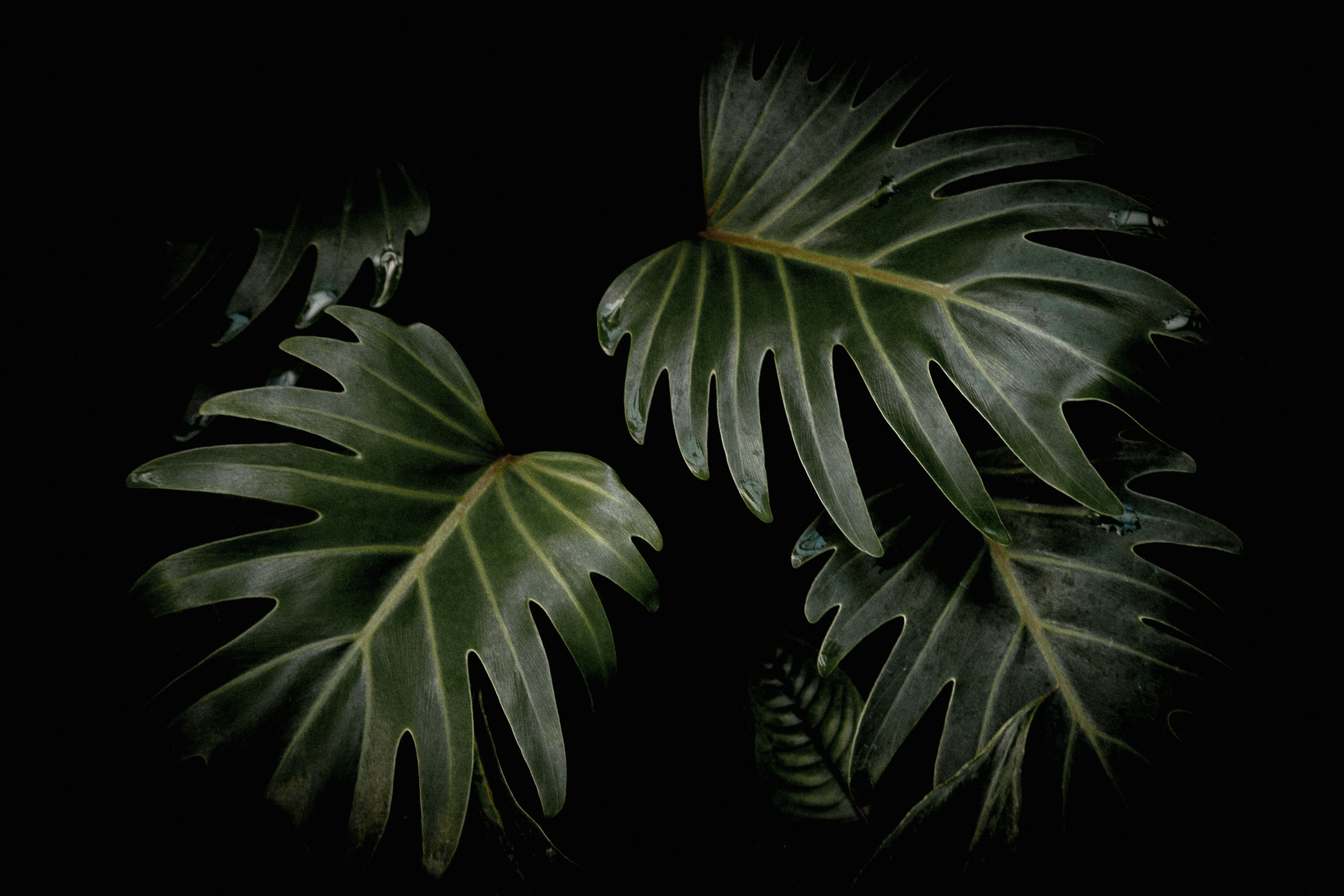 07-monstera-leaves-moody-kew-garden-anna-elina-lahti-photography.jpg