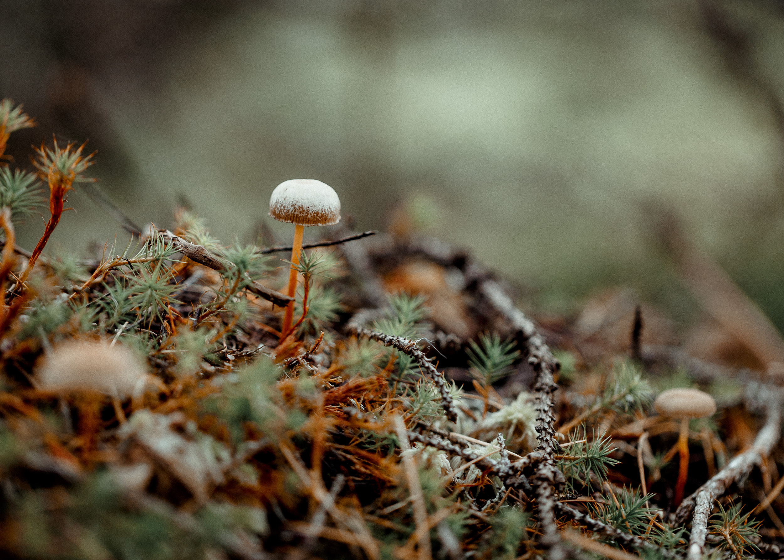 09-fungi-fungus-macro-forest-mushroom-anna-elina-lahti-photographer.jpg