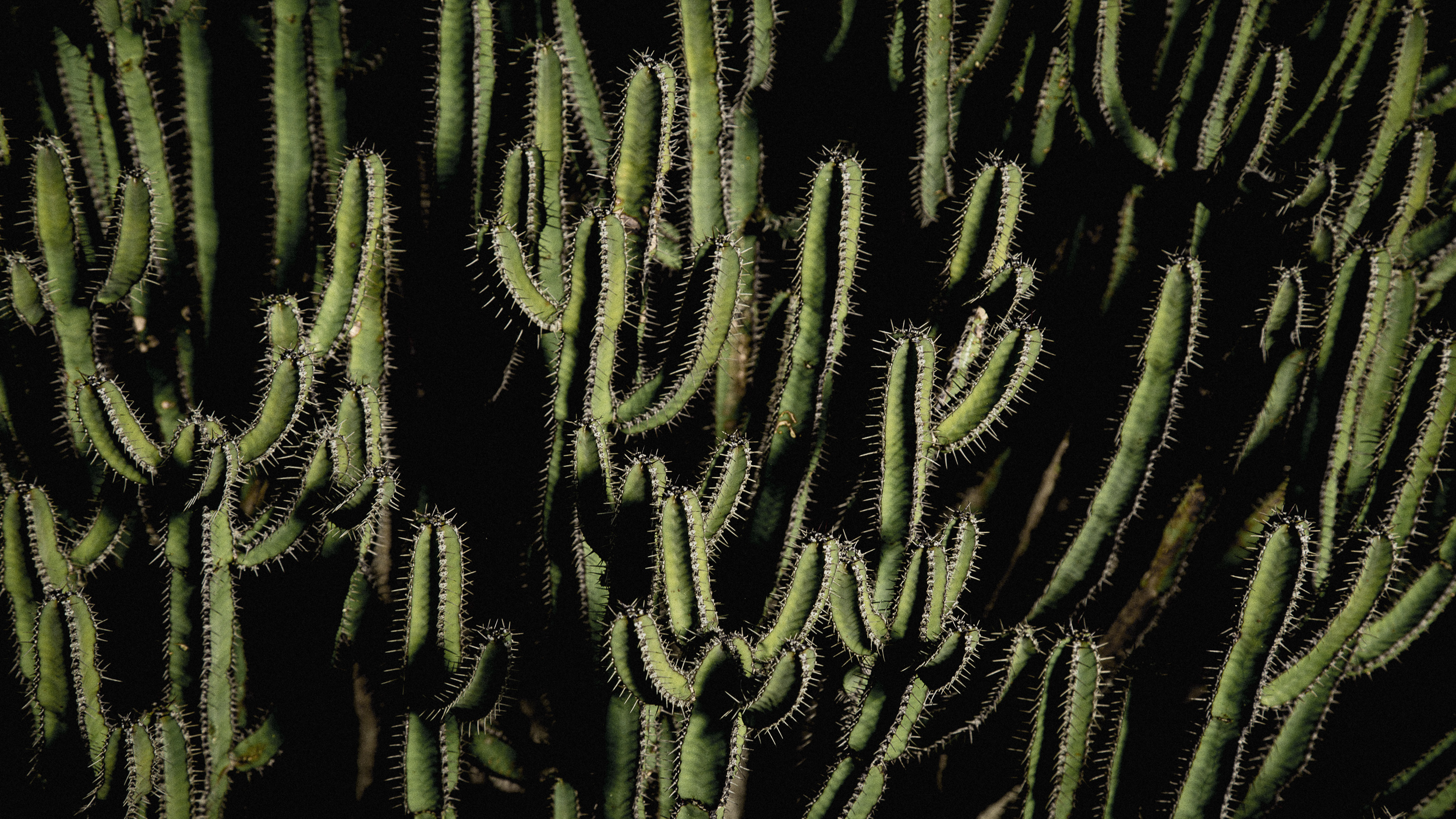 11-moody-cacti-cactus-kew-garden-anna-elina-lahti-photographer.jpg