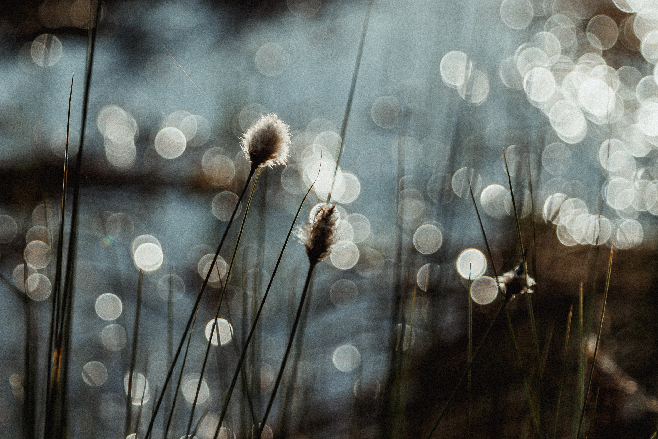 14-finland-eriophroum-cotton-grass-bokeh-anna-elina-lahti-photographer.jpg