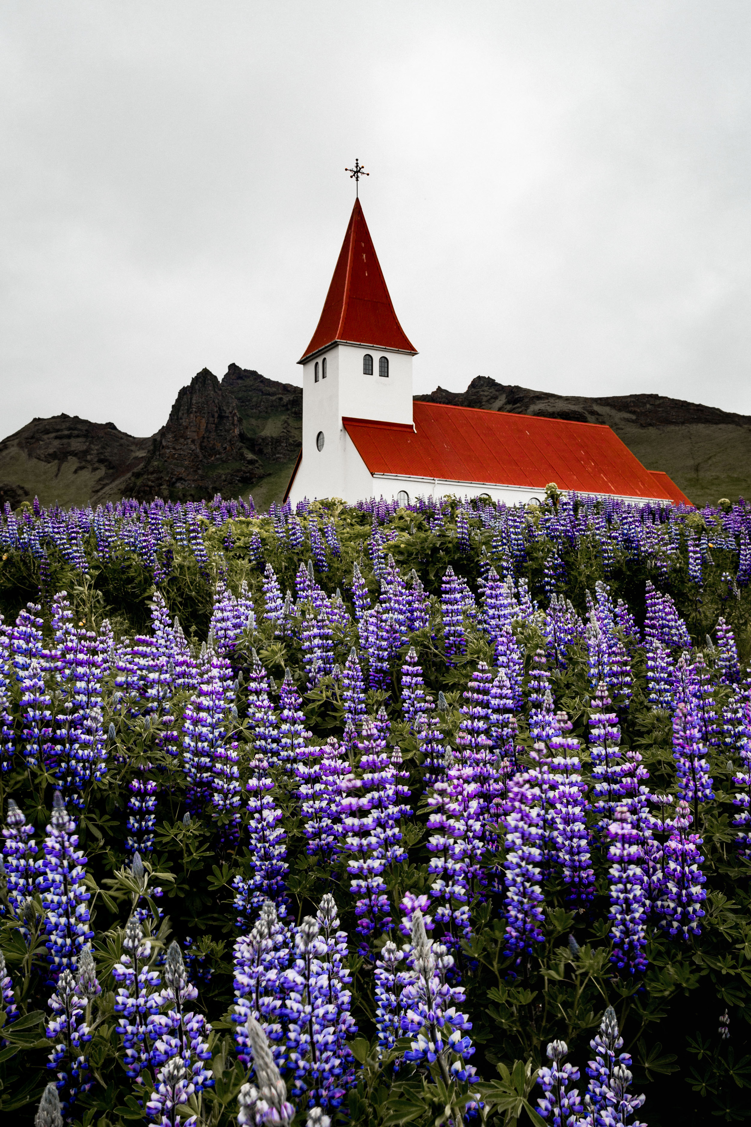 20-iceland-vik-church-lupin-flowers-anna-elina-lahti-photographer.jpg
