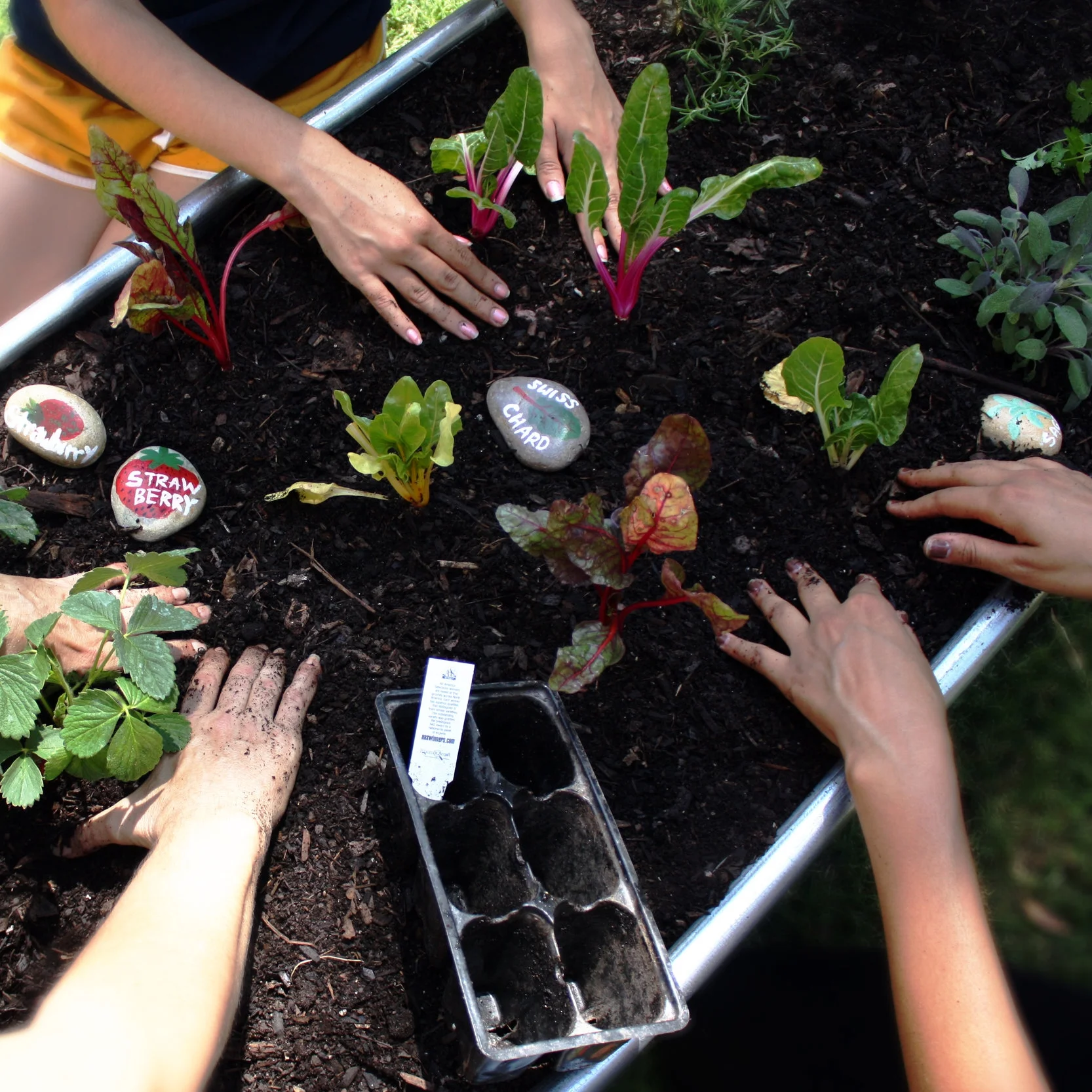 Planting chard, basil, strawberry, and rosemary.