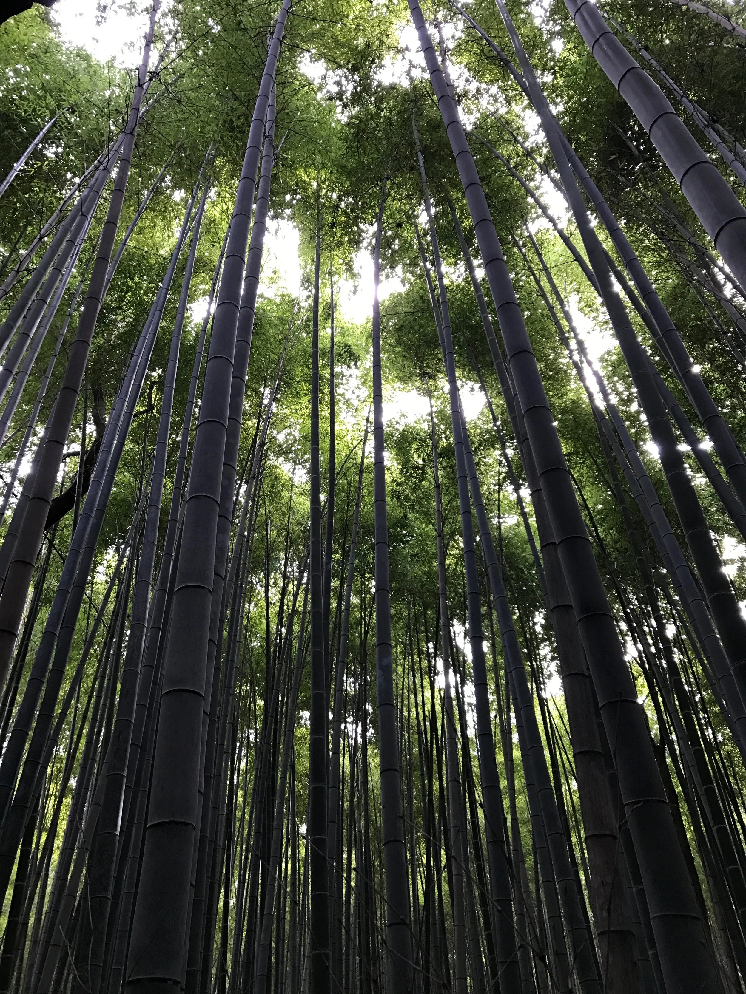 Bamboo Forest, Arashiyama District, Kyoto