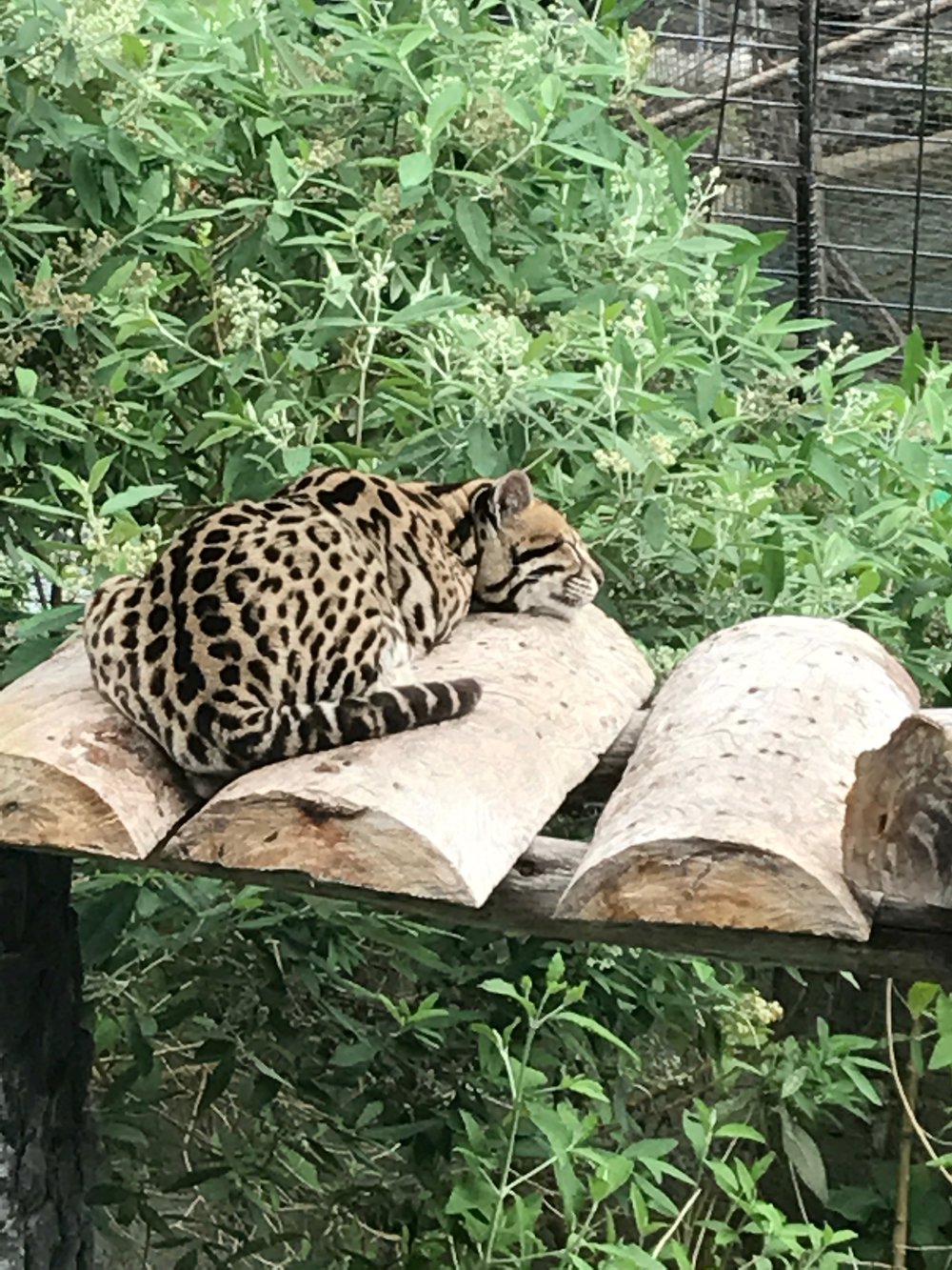 Napping at the zoo