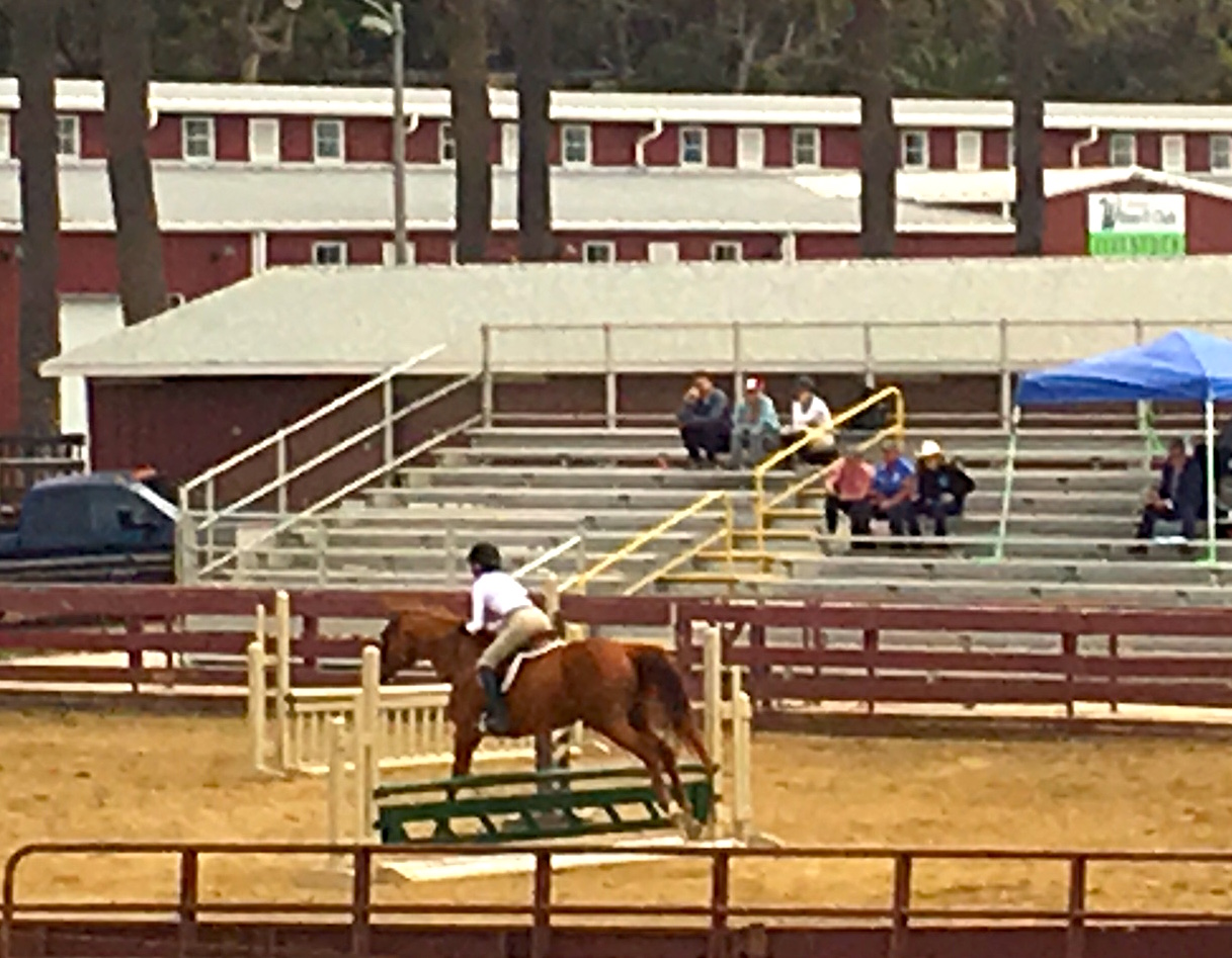 A Jumper proceeding through the gates at the Ventura County Fiar Youth Horse Show. the show was held July 14, 15, and 16. The show included a series of classes from jumping, to OBSTACLE and trail courses to pleasure classes. 