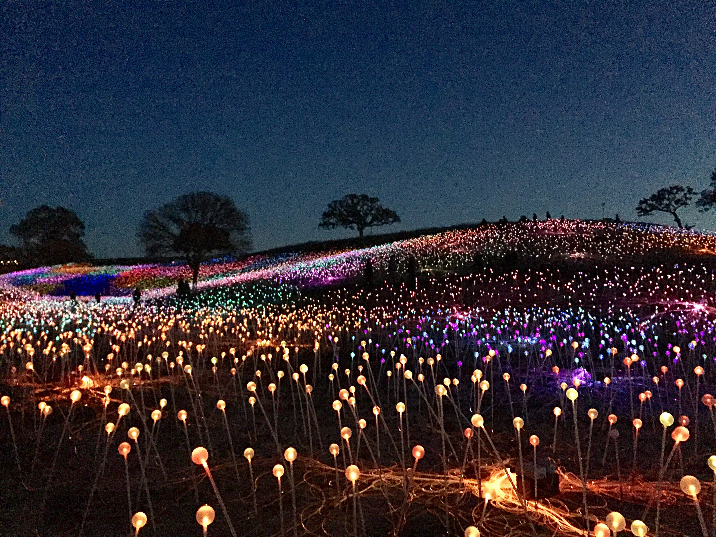 The Field of Light at Sensorio