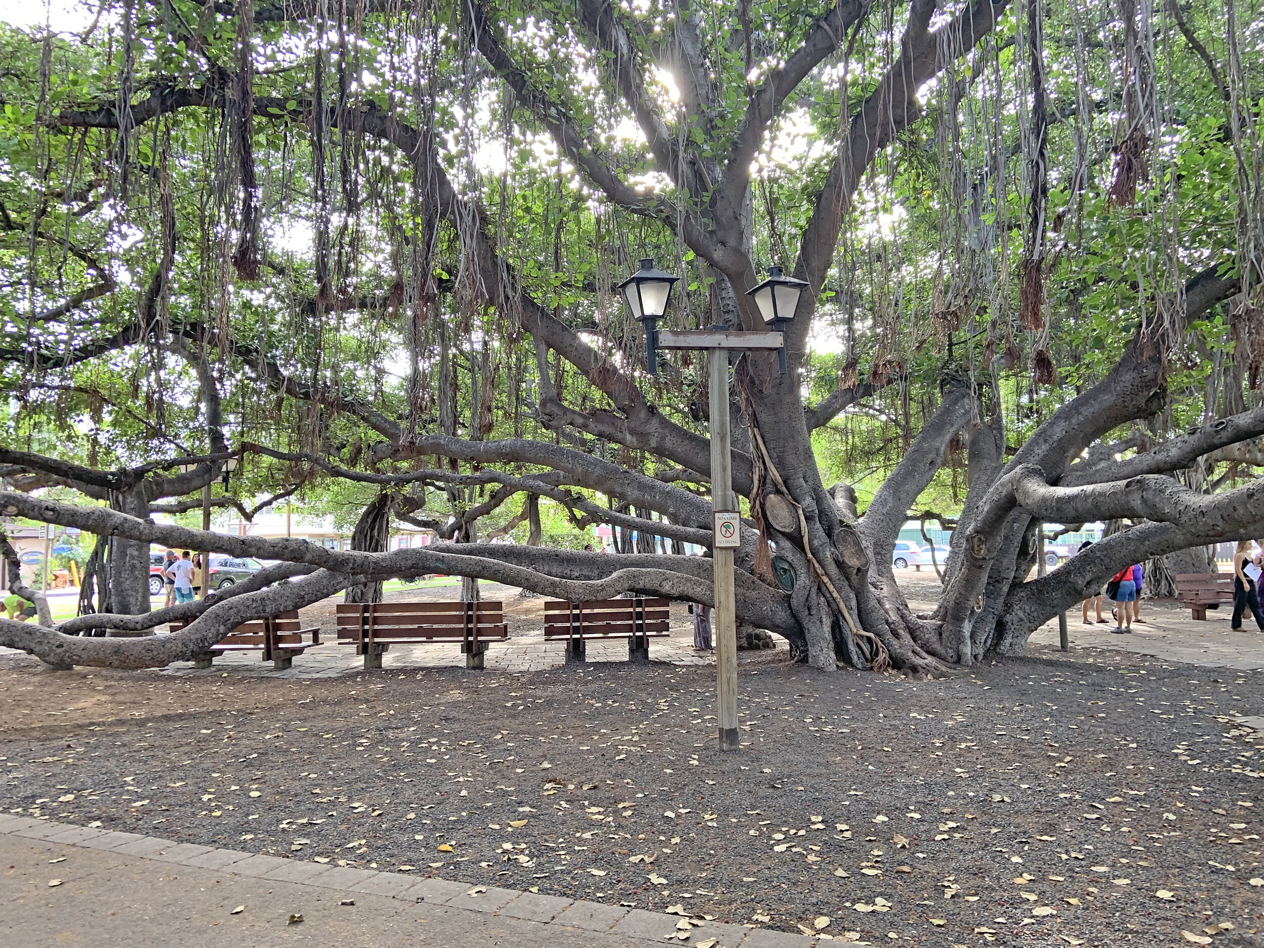 Maui's Banyan Tree