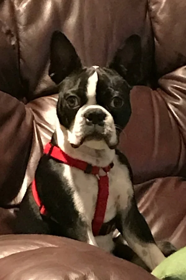 Bailey.jpg