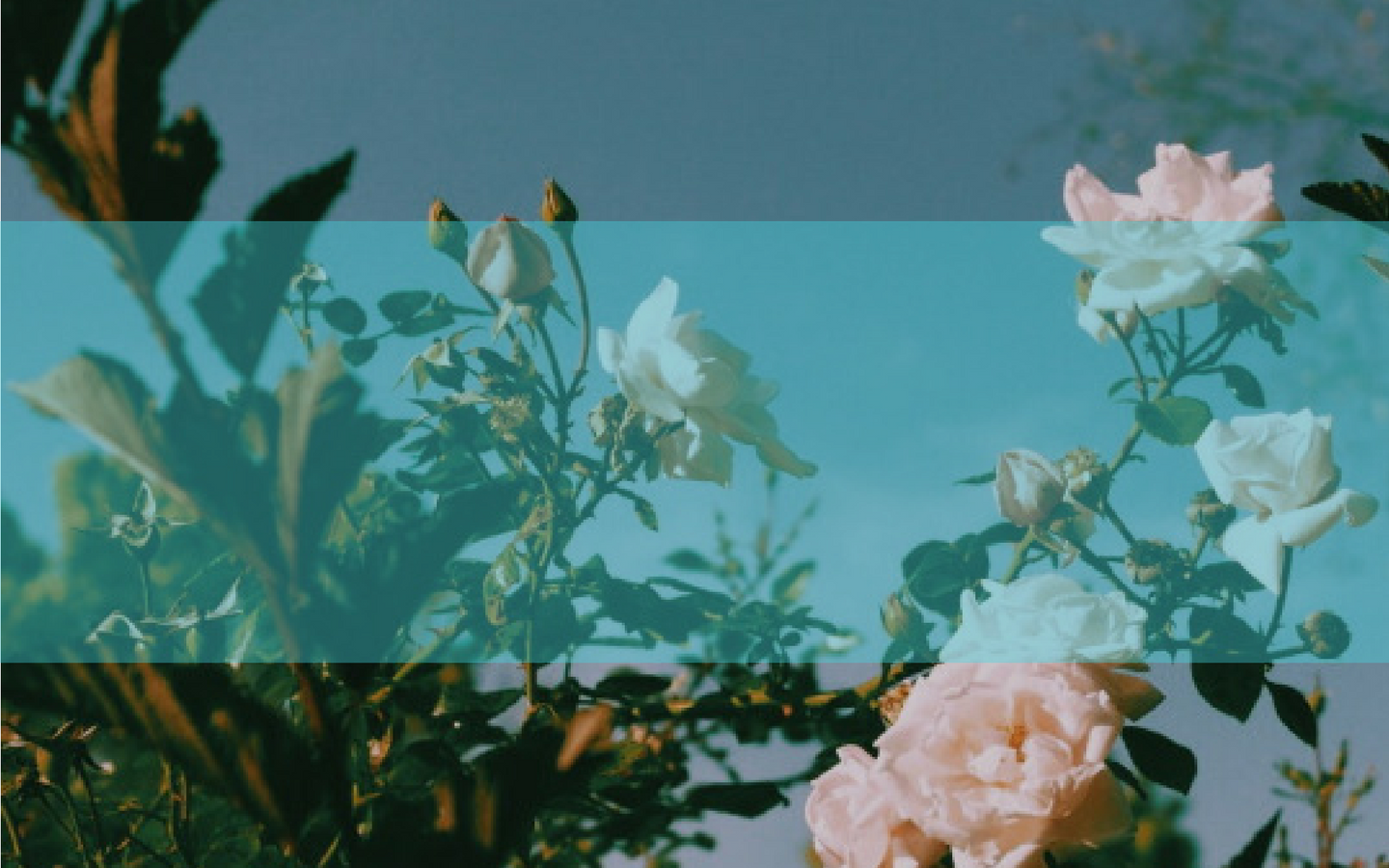 Untitled design (4).png