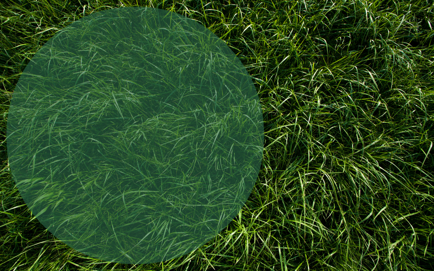 “After working with WRKDY I realized I needed web design solutions NOT a web developer. (10).png