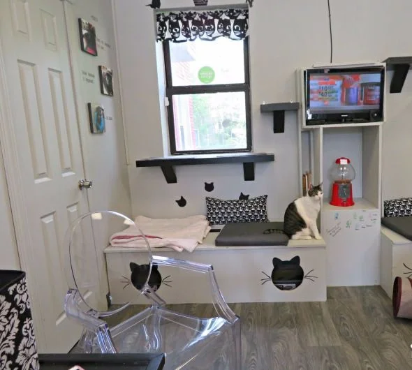Rahway Kitty Hall via Pinterest