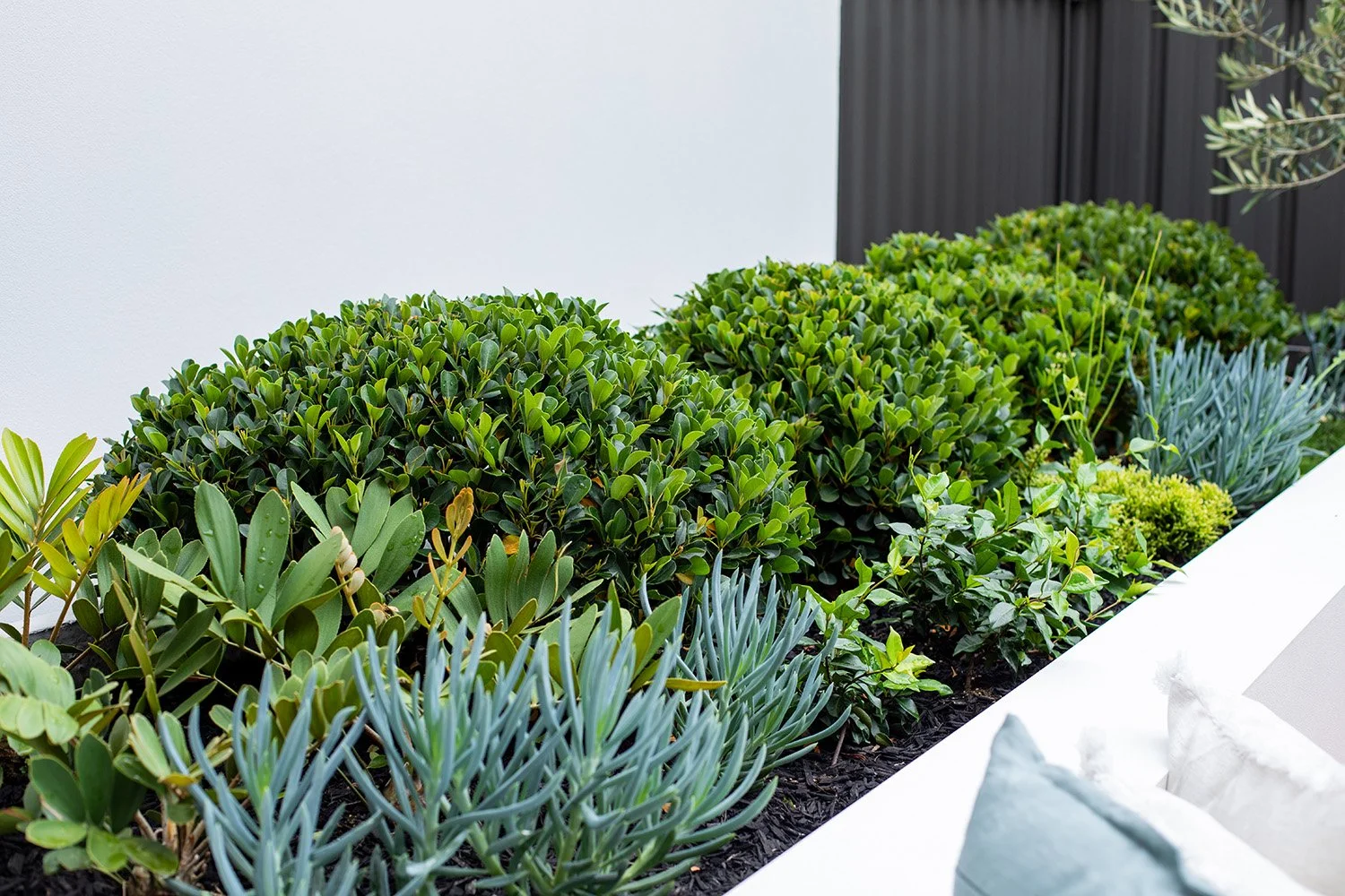 northmead-outdoor-planting-design-sydney.jpg