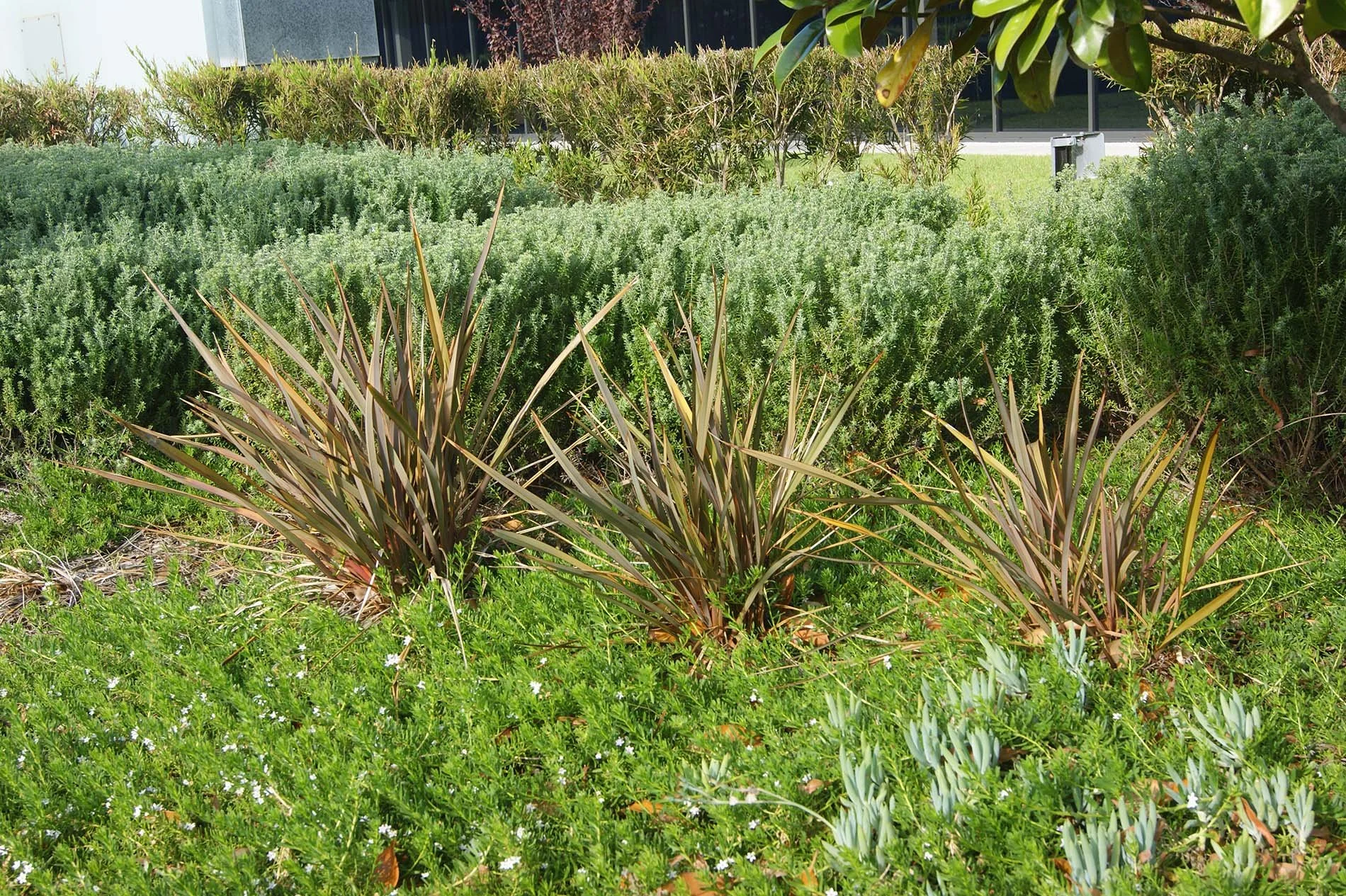 Prestons Warehouse Development - Sydney - Landscape Architecture.jpg
