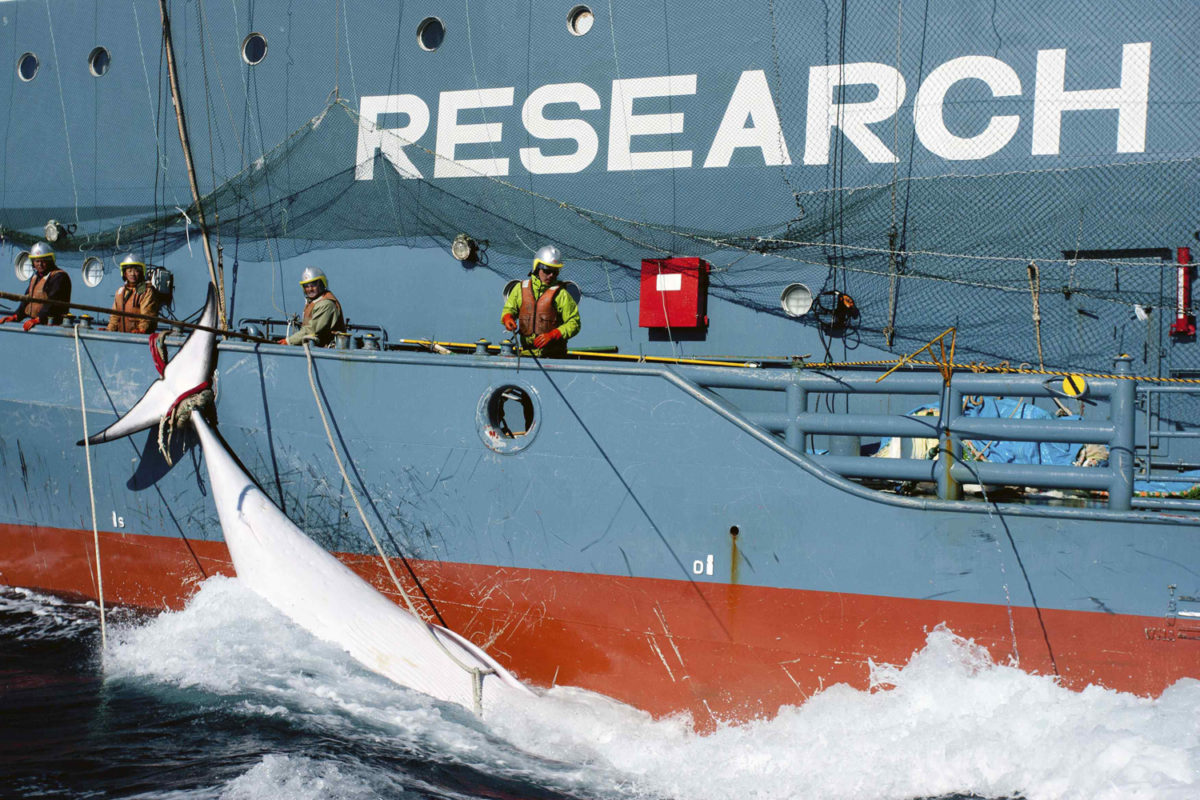 MEDIA RELEASE: FOOTAGE RELEASED TODAY OF ILLEGAL WHALING IN THE ANTARCTIC