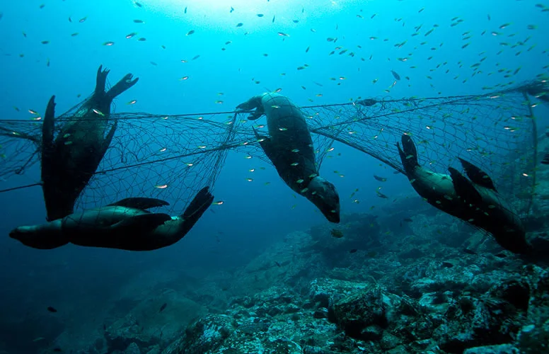 MEDIA RELEASE: SUPER TRAWLERS TO BE PERMANENTLY BANNED IN AUSTRALIA‘S SMALL PELAGIC FISHERY