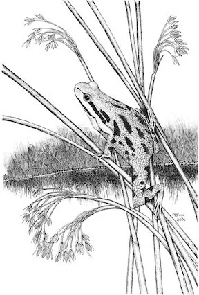 "A Frog on a Fence Post," September 13, 2026