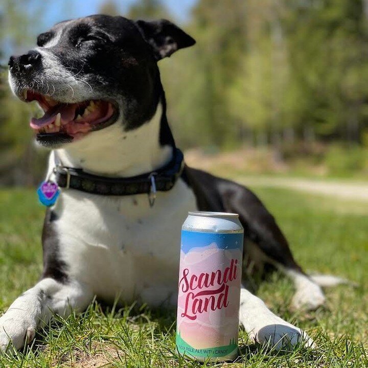 Mans best friend w/ mans favorite beverage. 🍻🐶🍻Thanks Bailey for being the best dog model for us to capture this picture and remind you that we love when you bring your pups to dine with you! We allow pups in our beer garden along with outside on 