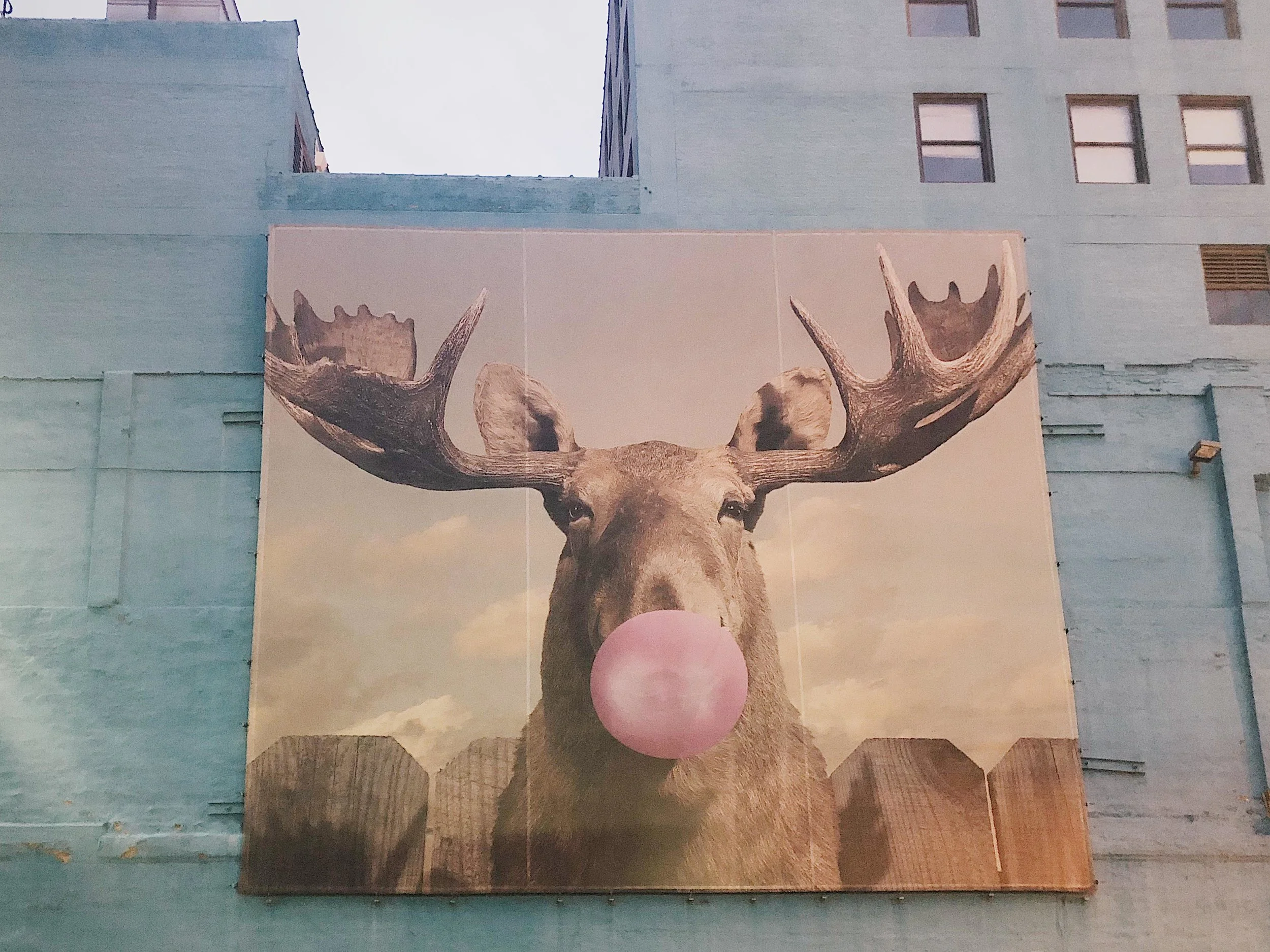 Moose Bubblegum Bubble
