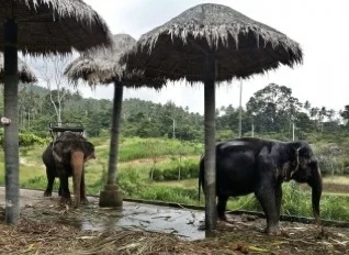 Elephant Sanctuary