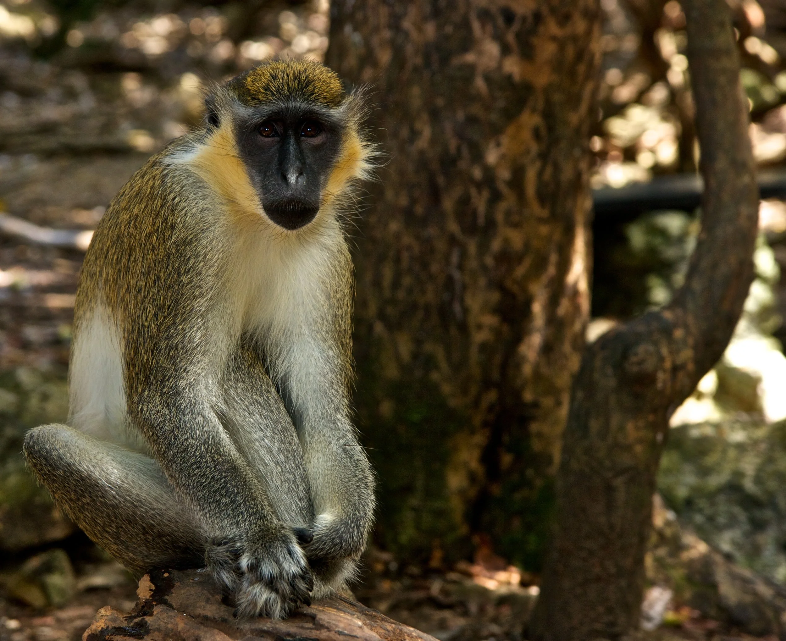 Barbados Wildlife Reserve