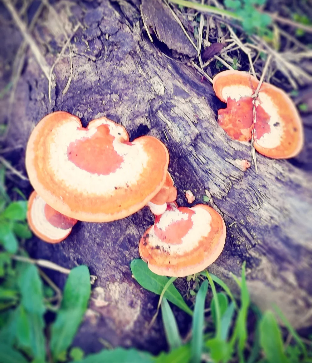 Go ask Alice... these look tasty? Fungi in Nimbin.