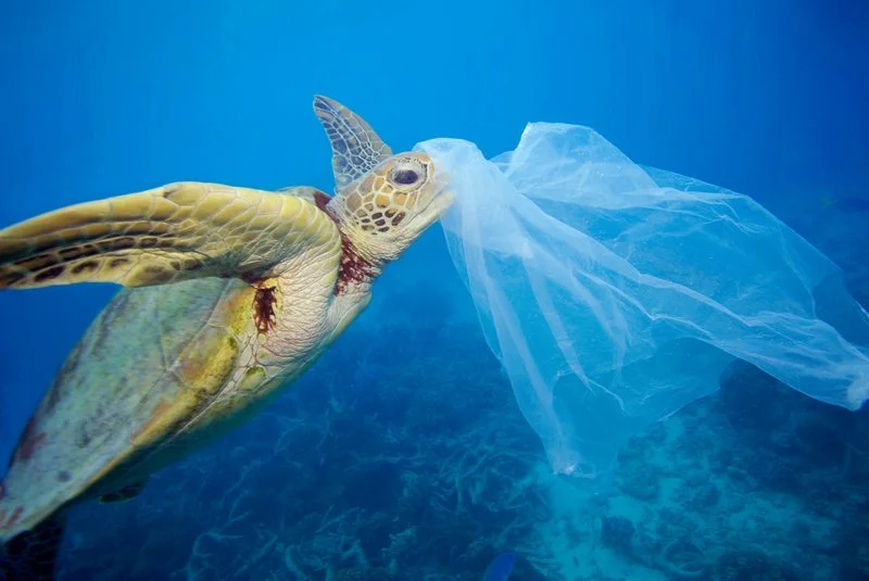 Image by Paul Hilton for Greenpeace