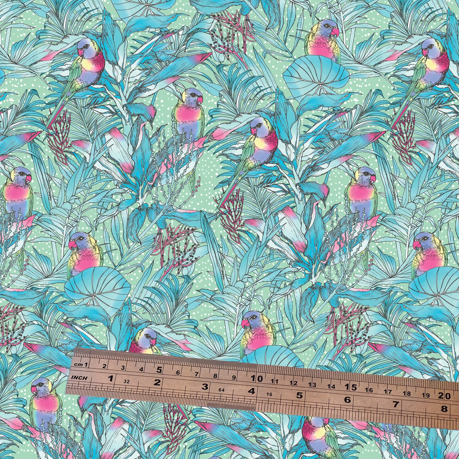 rainbow-lorikeet-scale-ruler.jpg