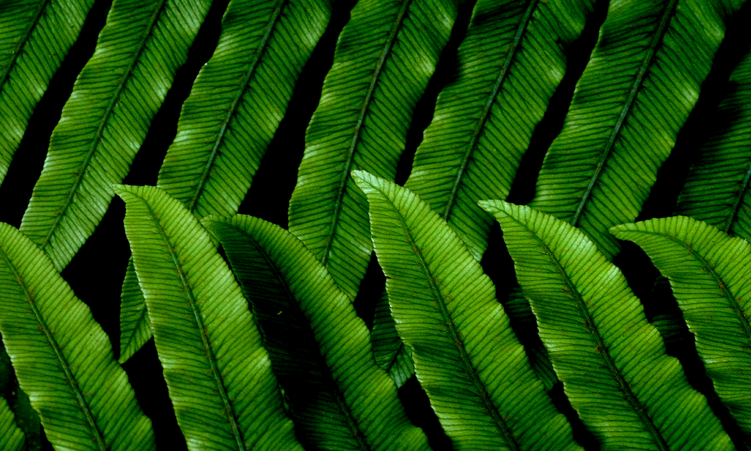 Tūtira Mai NZ Blog.png