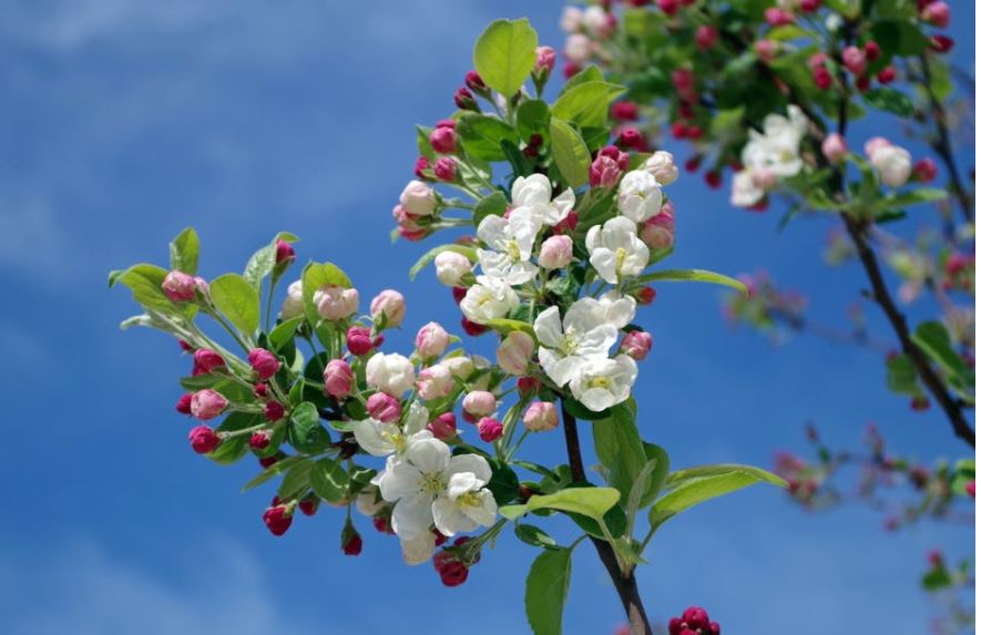 Spring Events at St. Christopher's