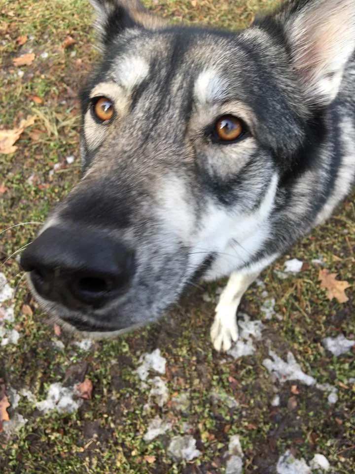 CuteDog.jpg