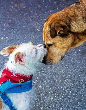 Outdoor Morning Prayer and Blessing of the Animals - October 4
