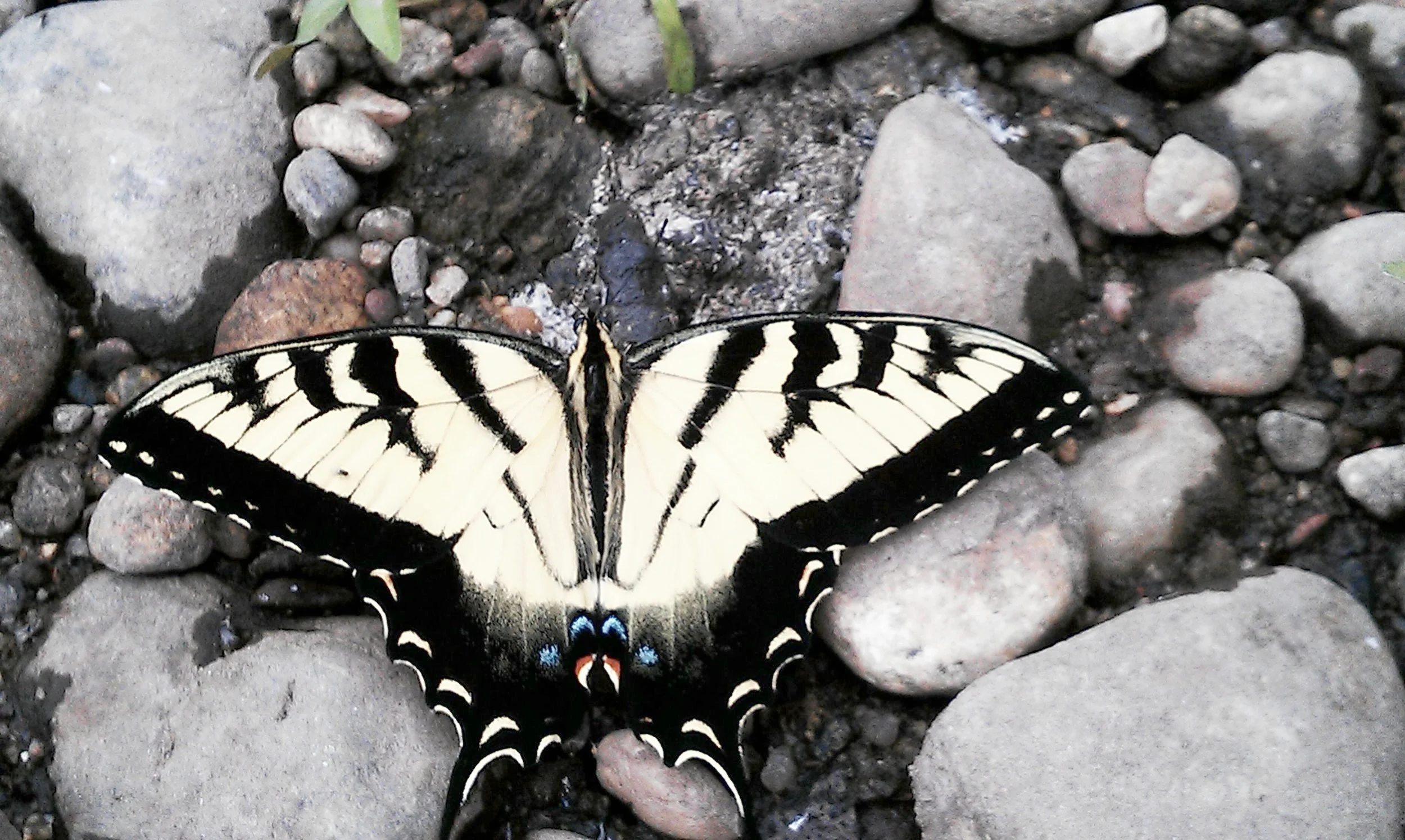 Butterfly at the Farmington River. 