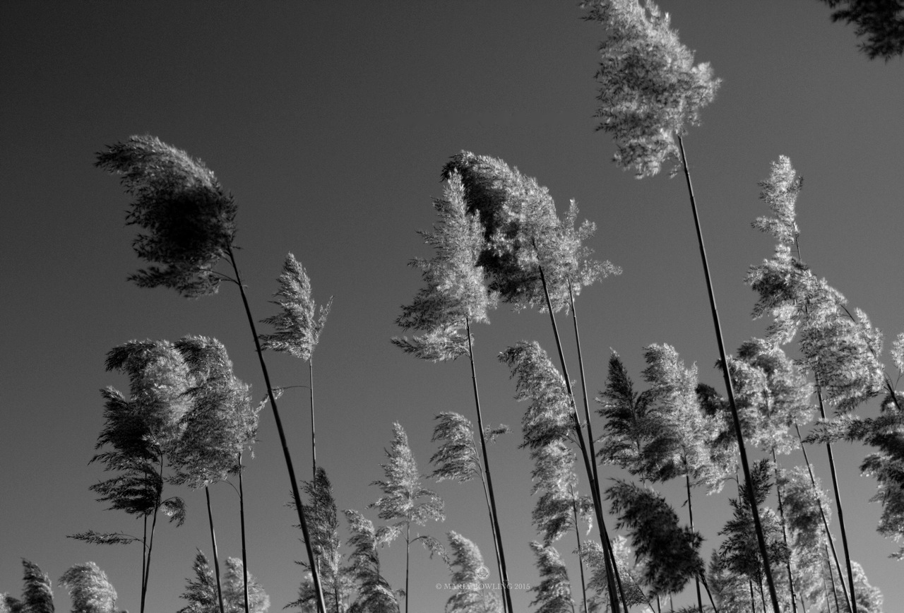 Grasses. Amagansett, N.Y.