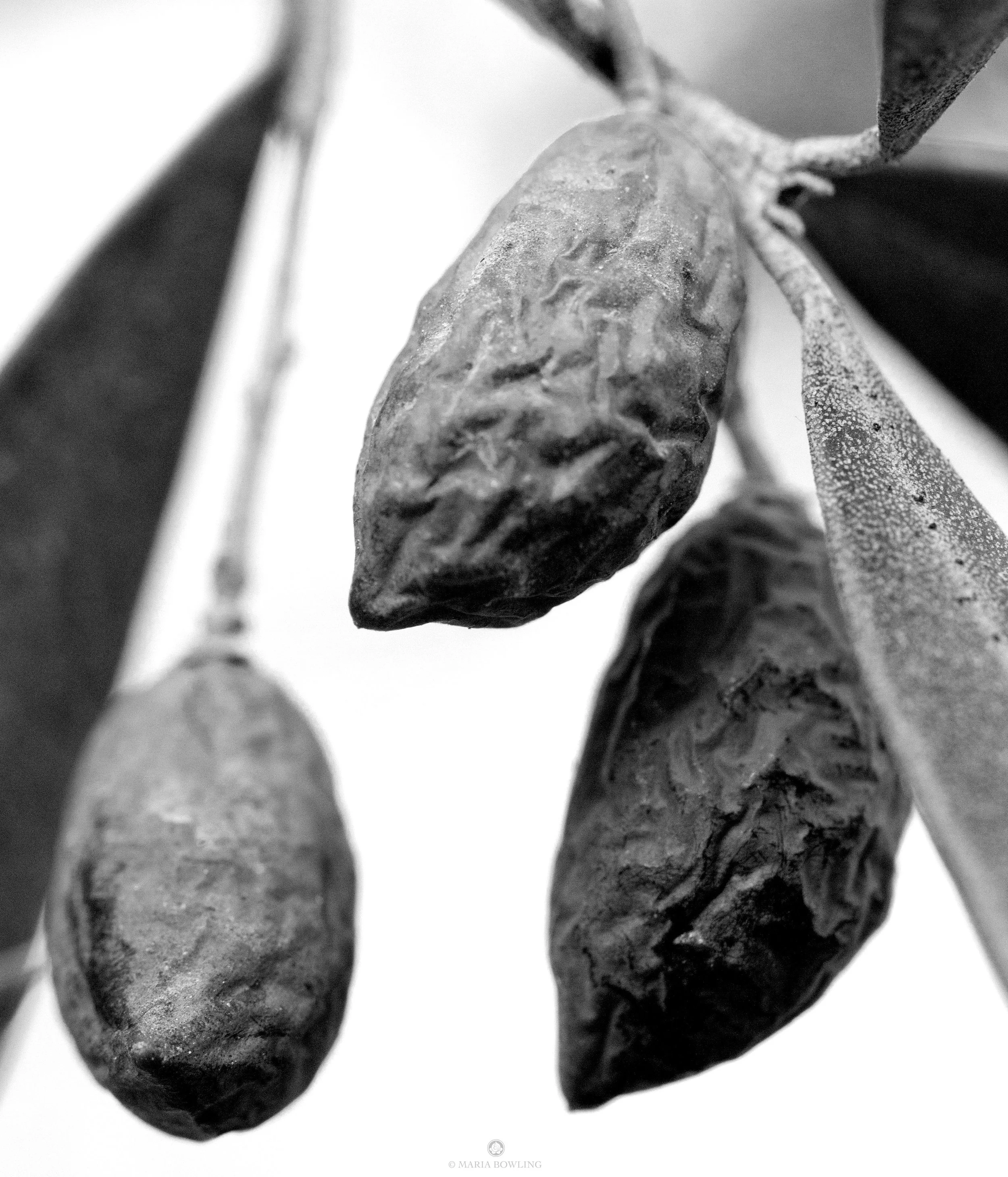 Olives. Madrid, Spain.