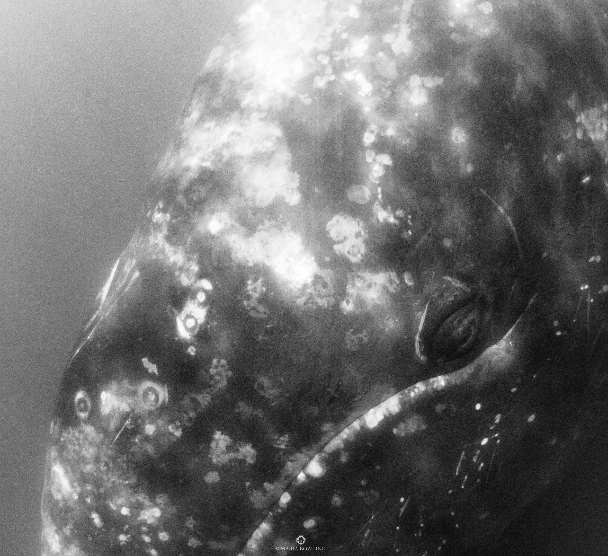 Grey whale. Baja, Mexico.