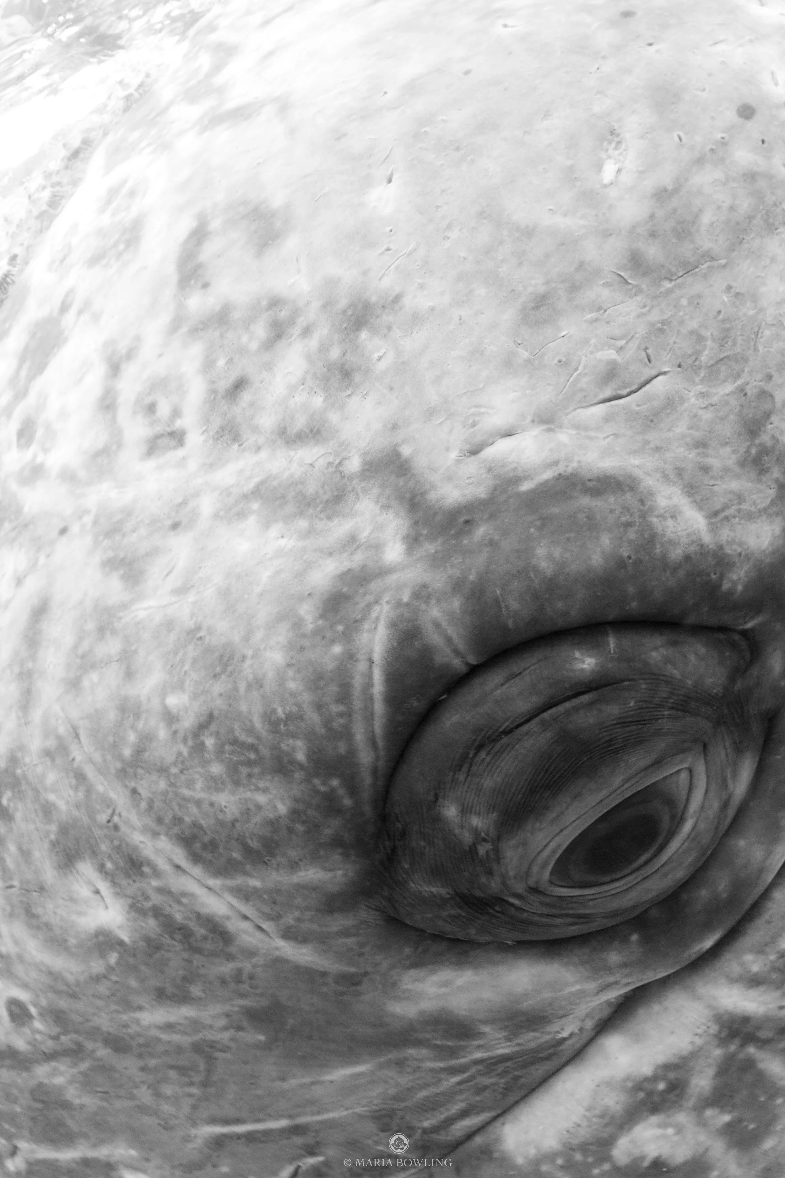 Grey whale. Baja, Mexico. 