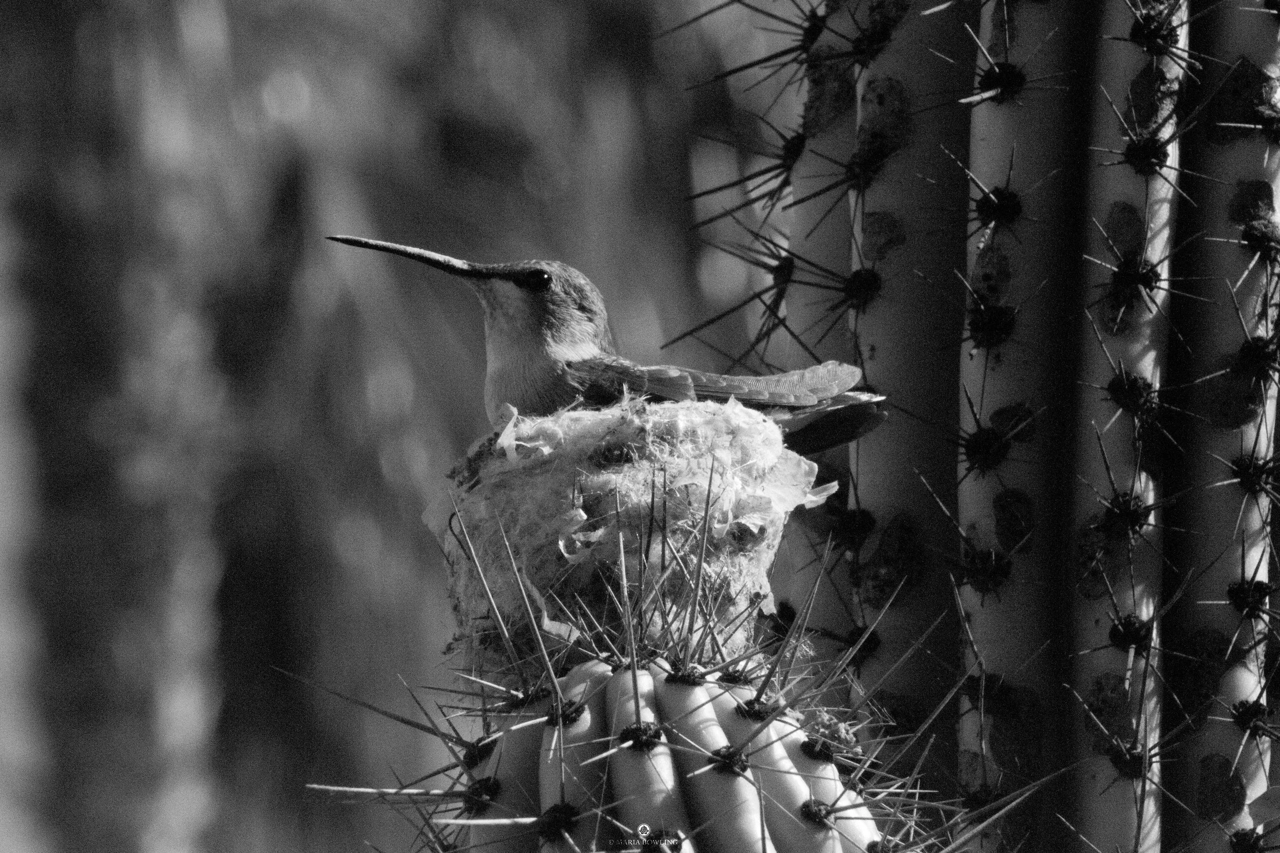 Hummingbird. Baja, Mexico. 