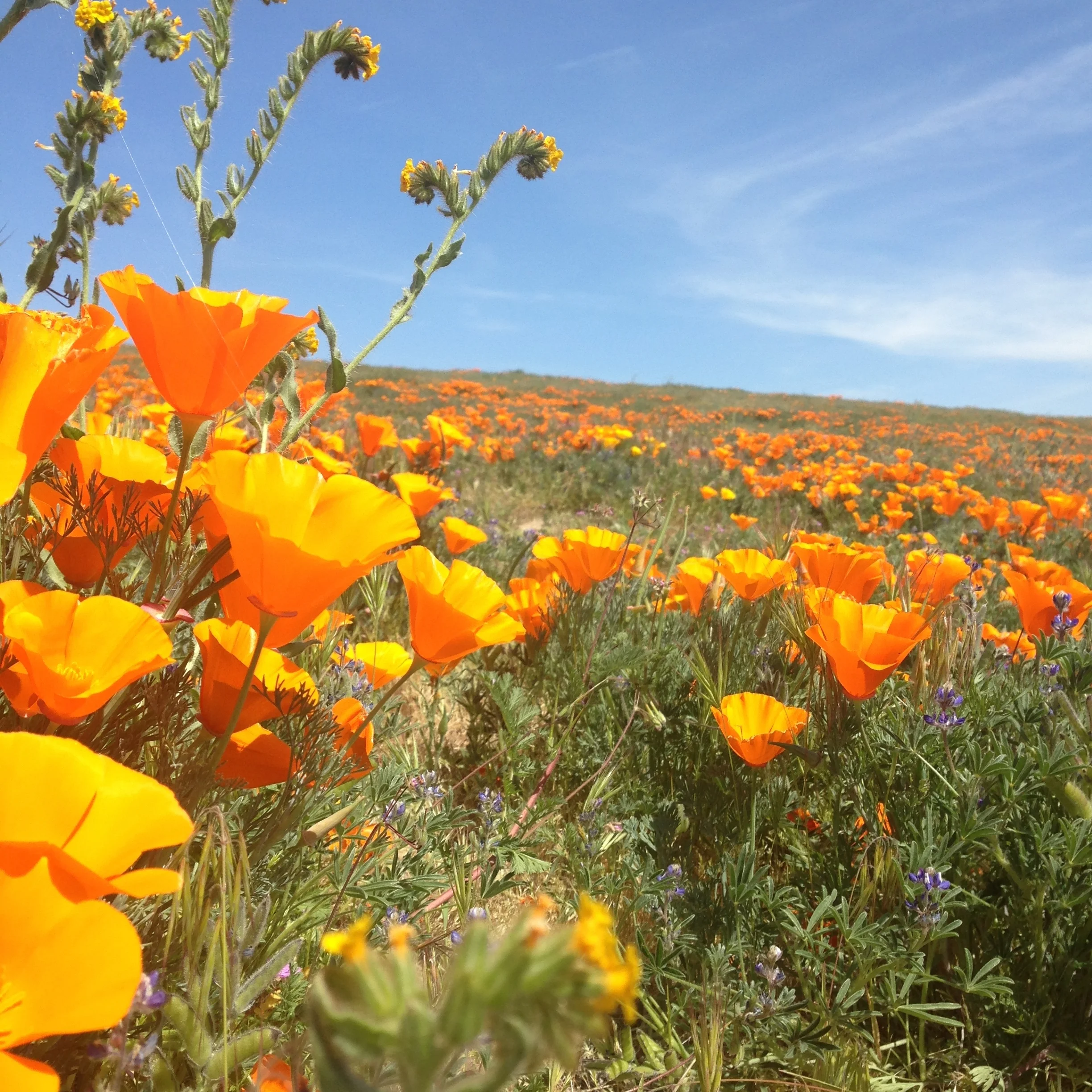 "Super Bloom" at Antelope Valley 