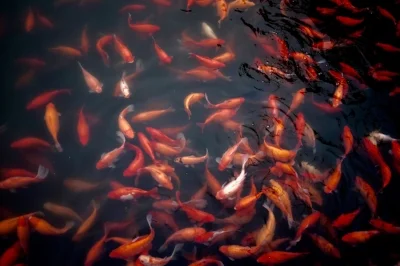 jeremy-cai-OrCarps.jpg