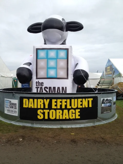 Tasman cow 1.JPG
