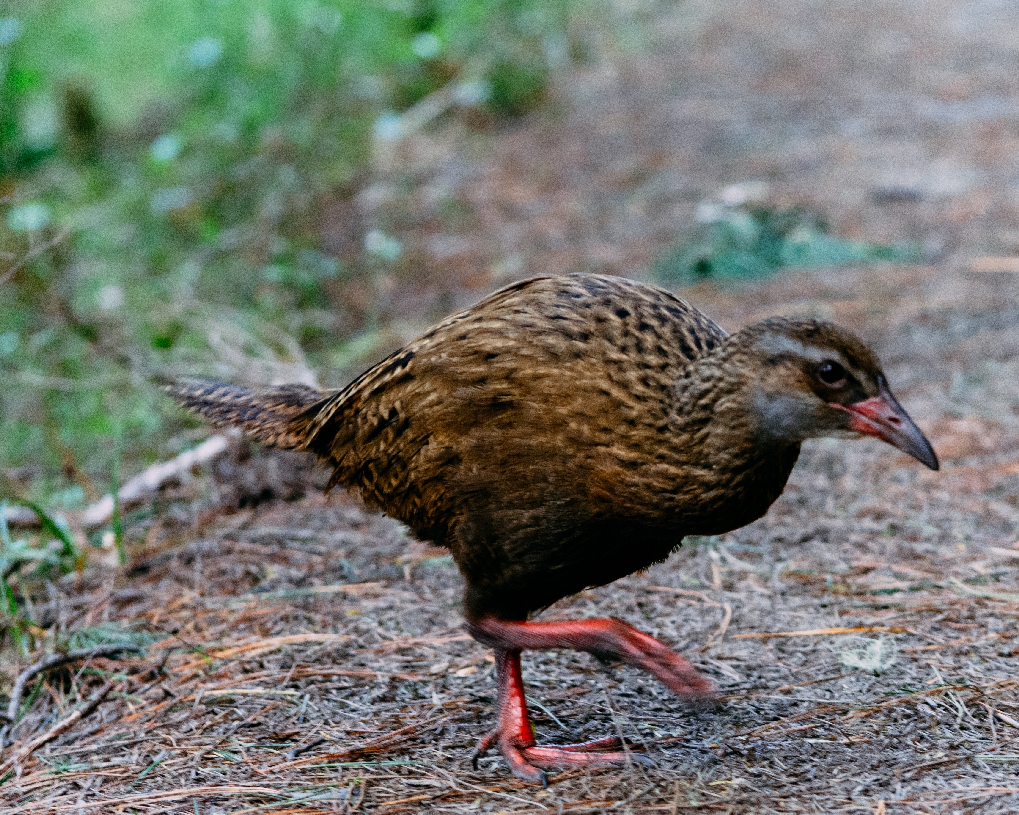 weka.jpg