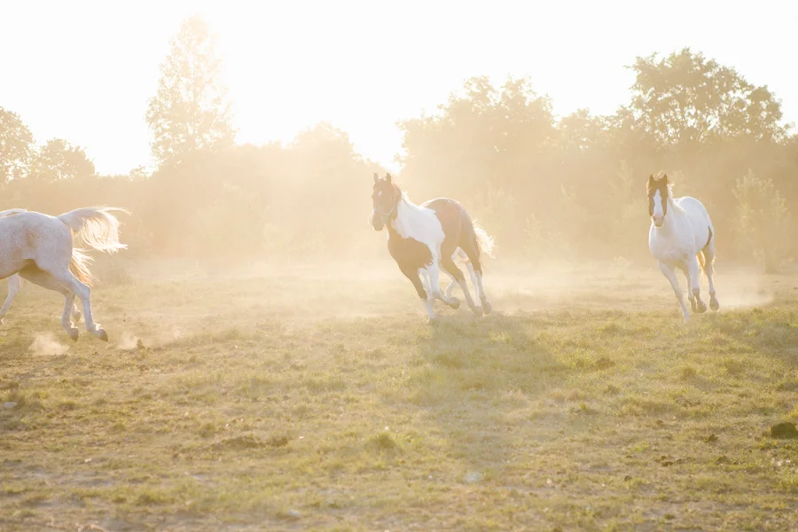 Horse-Ranch-Engagement_06.jpg