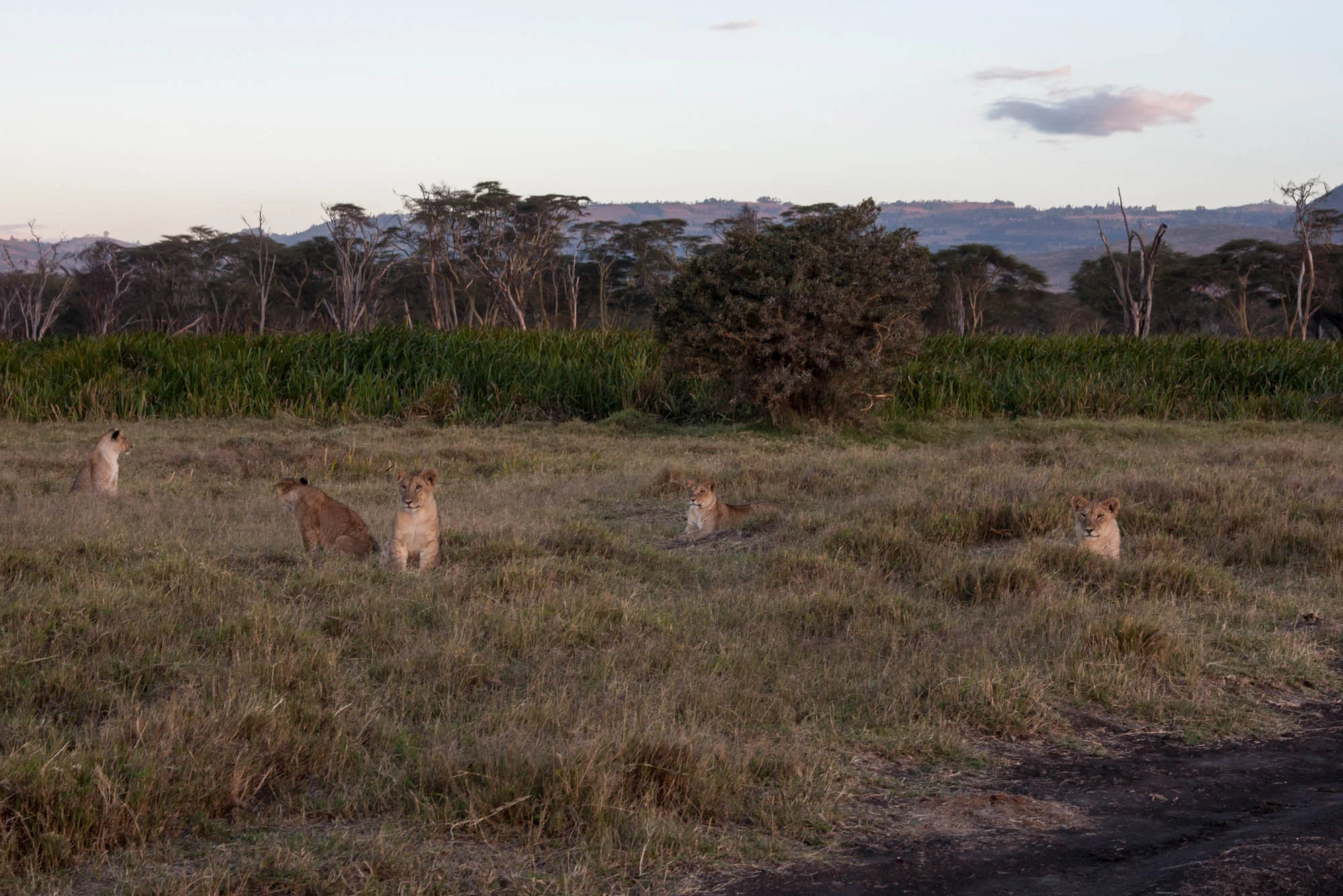 Pride of Lions in Northern Kenya.jpg