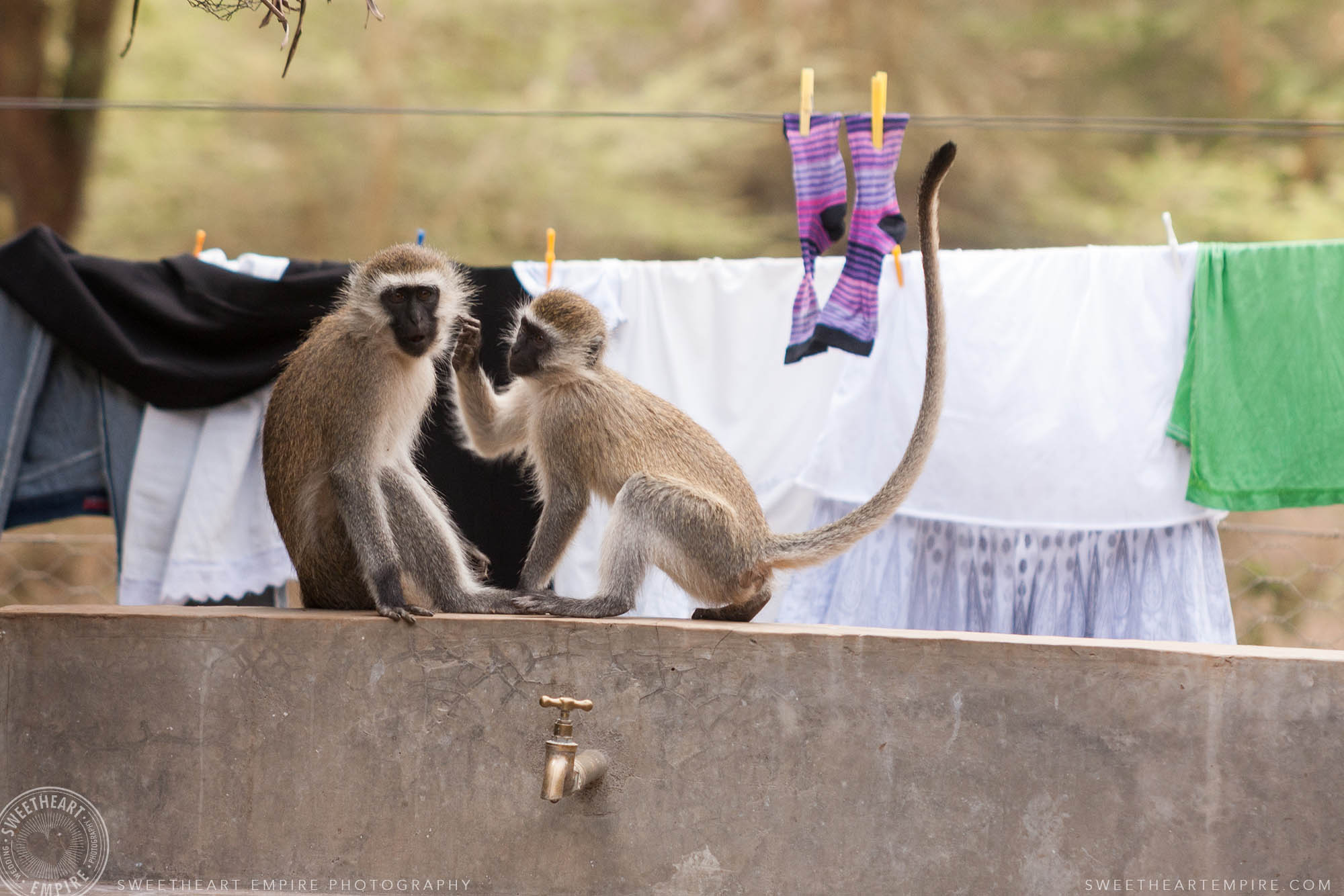 2-Vervet monkeys and laundry at Lewa.jpg