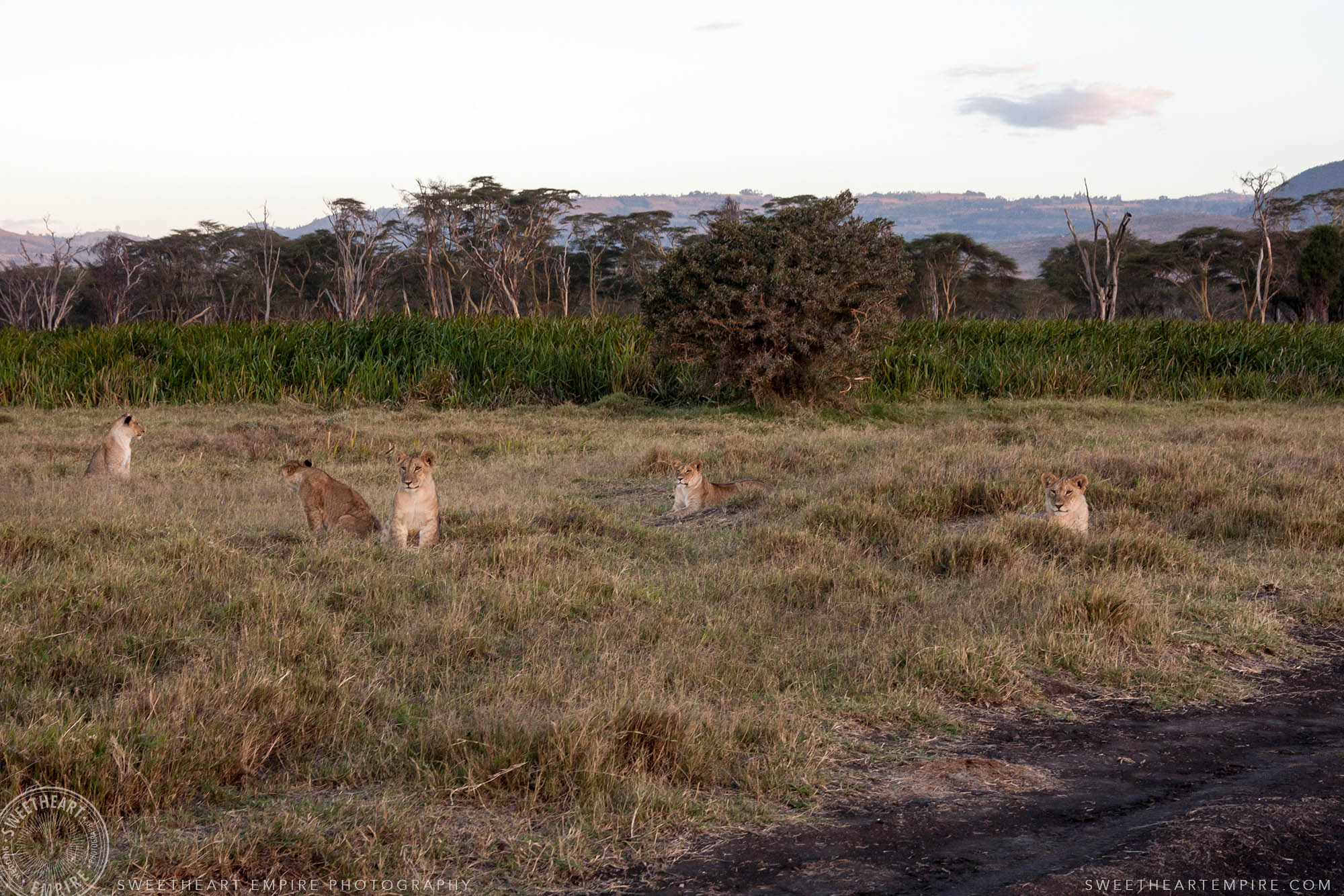 3-Pride of lions at sunset on Lewa Wildlife Conservancy.jpg