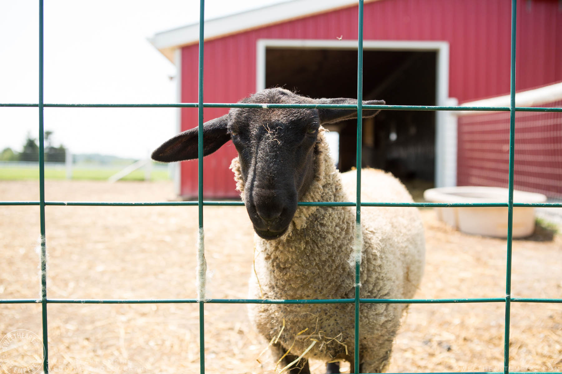 Llama farm B&B across from Rockway Vineyards in Niagara.