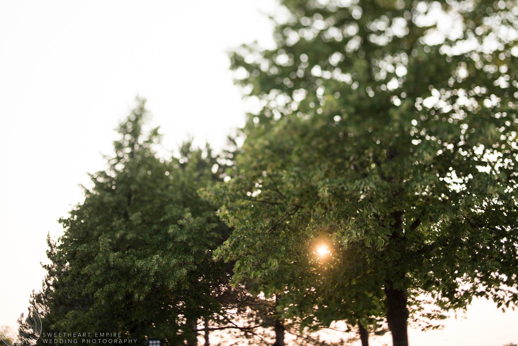 The sun shining through the trees, Rockway Vineyard Wedding, Niagara